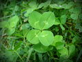 4-leaf clover.JPG