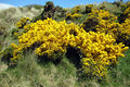 "Gorseous" profusion of blooms - geograph.org.uk - 822736.jpg