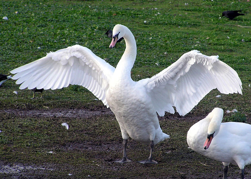 Soubor:Swan.spreads.wings.arp.jpg