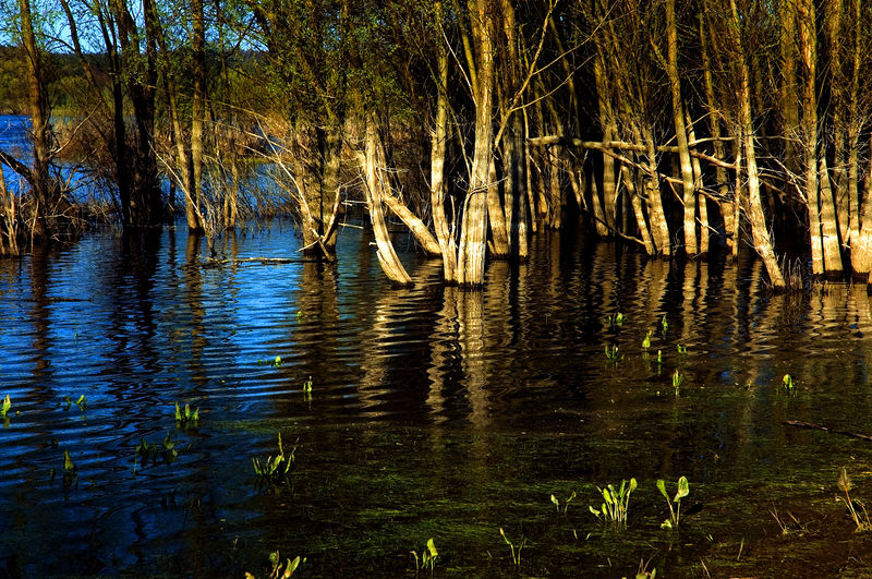 Soubor:Elbe swamp.jpg