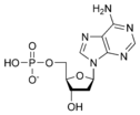 Struktura deoxyadenosinmonofosfátu