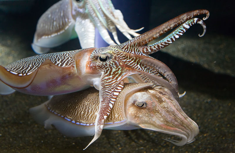 Soubor:Georgia Aquarium - Cuttlefish Jan 2006.jpg