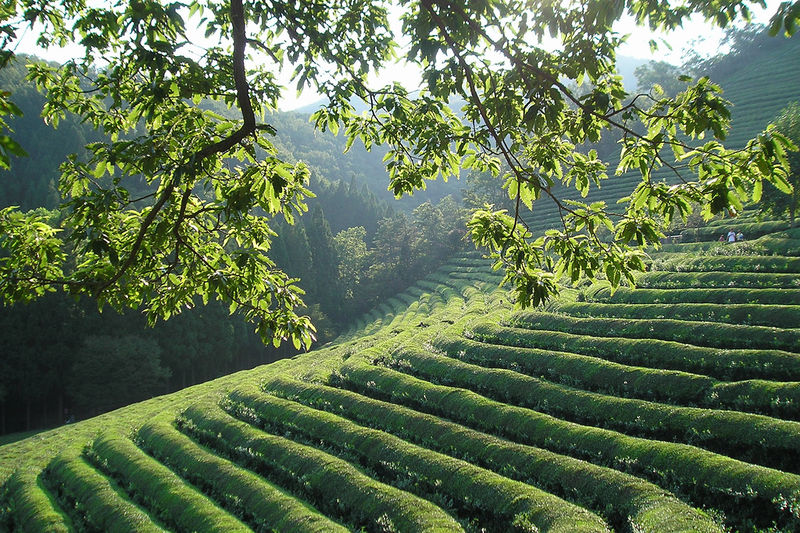 Soubor:Korea-Boseong-Green.tea-09.jpg