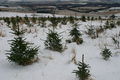 Xmas trees on Hill of Rothmaise - geograph.org.uk - 86383.jpg