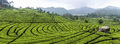 Tea plantation in Ciwidey, Bandung 2014-08-21.jpg