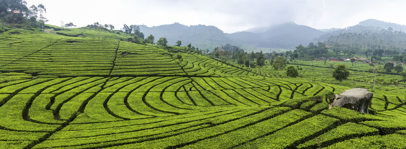 Soubor:Tea plantation in Ciwidey, Bandung 2014-08-21.jpg