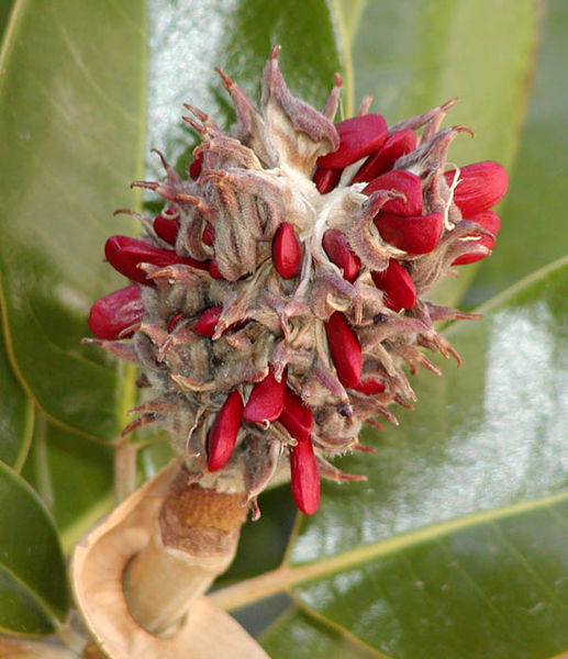 Soubor:Magnolia seeds.jpg