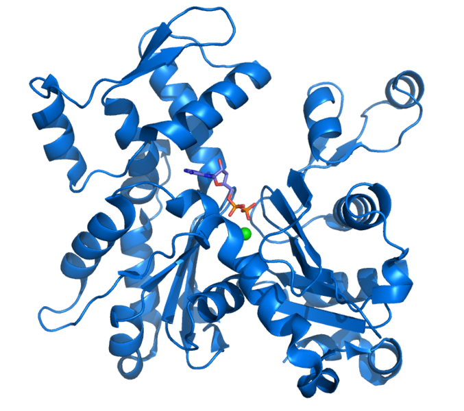 Soubor:Actin with ADP highlighted.png