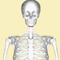 Hyoid bone - animation.gif