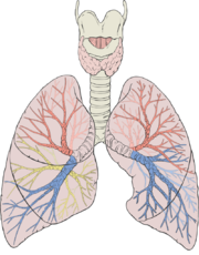 Lungs diagram detailed.png