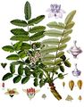 Boswellia sacra - Köhler–s Medizinal-Pflanzen-022.jpg