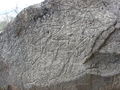 Qobustan Petroglyphs.jpg