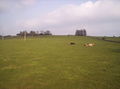 4 Cows and a Field - geograph.org.uk - 141575.jpg