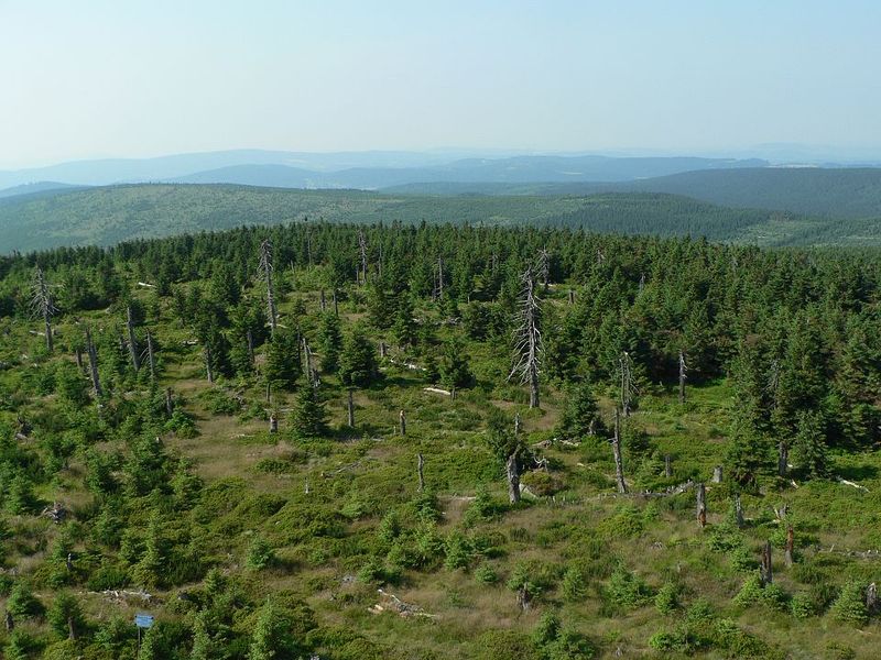 Soubor:Primaveal forest Jizera.JPG