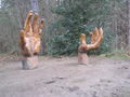 "Hands", Chopwell Wood - geograph.org.uk - 761061.jpg