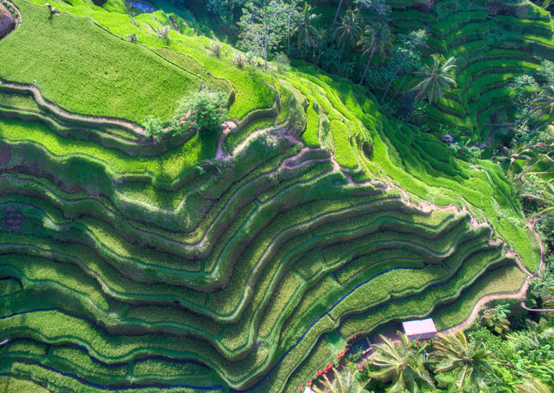 Soubor:Rice Fields In Bali From Above-TRFlickr.jpg
