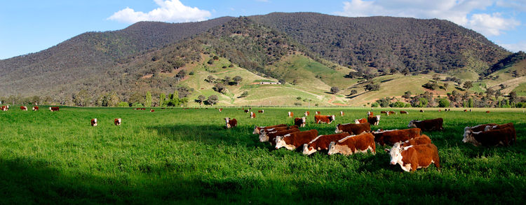 Cows in green field - nullamunjie olive grove03.jpg