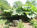 "Giant rhubarb" within RHS Wisley - geograph.org.uk - 847111.jpg