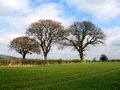 3 Trees in a field - geograph.org.uk - 748971.jpg
