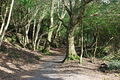 Y Gwyllt Portmeirion The Wild Wood - geograph.org.uk - 708262.jpg